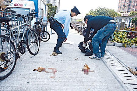 香港一花猫被街头分尸 路人称货车司机抛下(图)