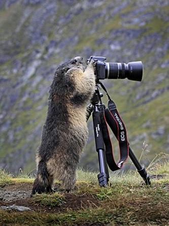 阿尔卑斯山区土拨鼠爱摄影 抱摄影师大腿求拍