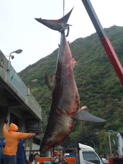 赶海遇到活的大白鲨图片